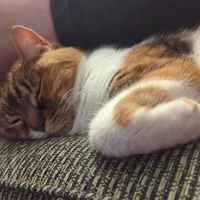 Buscando compañero de cuarto en Downtown TO, East TO, West TO, Midtown TO - Toronto