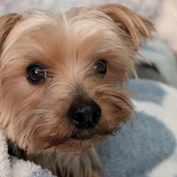 Room for rent in Idlewild South - East Charlotte, Charlotte