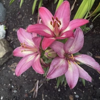 Looking for a roommate in East Van, Outer Vancouver, South Van, West Van, Downtown Van, North Shore Vancouver, Burnaby / New West, Surrey - Vancouver