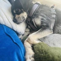 Looking for a roommate in Toronto - Toronto