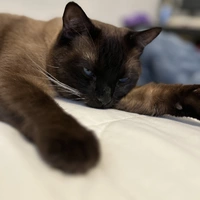 Looking for a roommate in Maryland - Washington DC