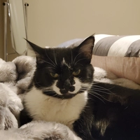 Looking for a roommate in South King / Puget Sound - Seattle