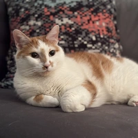 Looking for a roommate in KCMO, Outer KCMO - Kansas City