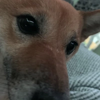 Looking for a roommate in Outer Denver - Denver