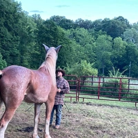 Looking for a roommate in South Charlotte - Charlotte