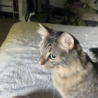 Room for rent in Costa Mesa - Orange County, Los Angeles