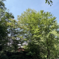 Looking for a roommate in Central, West Side, Far North Side, Far Southeast Side, Far Southwest Side, North Side, Northwest Side, South Side, Southwest Side, Chicago Burbs - Chicago