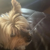 Room for rent in Grand Prairie - Sw Dallas, Dallas