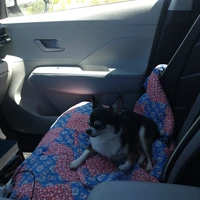 Looking for a roommate in Phoenix, NW Valley, SW Valley, NE Valley, SE Valley - Phoenix