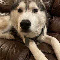 Looking for a roommate in Manhattan - New York