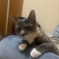 Looking for a roommate in Brooklyn, Queens - New York