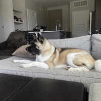 Looking for a roommate in SE Valley - Phoenix