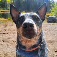 Looking for a roommate in Outer Denver - Denver