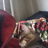 Looking for a roommate in The Bronx - New York
