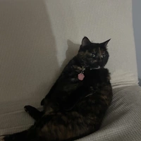 Room for rent in Montgomery - NW Calgary, Calgary