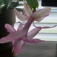 Room for rent in Mckinney - North Dfw, Dallas