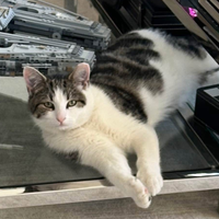 Looking for a roommate in Manhattan, Brooklyn, Queens, Jersey City / Hoboken - New York