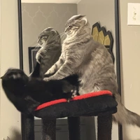 Looking for a roommate in Central Charlotte, North Charlotte, South Charlotte, East Charlotte, West Charlotte - Charlotte