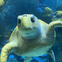 Looking for a roommate in Central Charlotte - Charlotte