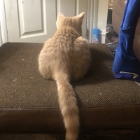 Looking for a roommate in Brooklyn - New York