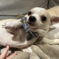 Looking for a roommate in The Bronx - New York