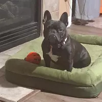 Room for rent in San Jose East - South Bay, San Francisco