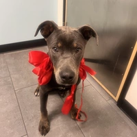 Looking for a roommate in Westside / South Bay, The Harbor, Southeast, The Verdugos, Orange County, San Gabriel Valley, Inland Empire - Los Angeles