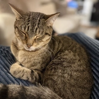 Room for rent in Cornelius - North Charlotte, Charlotte