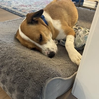 Looking for a roommate in Westside / South Bay, The Harbor - Los Angeles