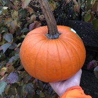 Looking for a roommate in Manhattan, Jersey City / Hoboken - New York