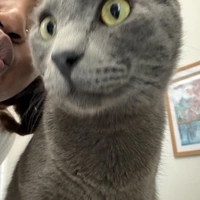 Looking for a roommate in North Austin - Austin