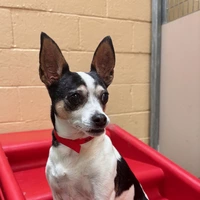 Looking for a roommate in Central Charlotte, West Charlotte - Charlotte