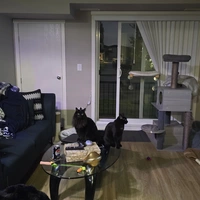 Looking for a roommate in Downtown TO - Toronto