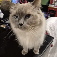 Looking for a roommate in Downtown TO, York Region, Mississauga, Brampton Caledon, Southern Ontario, North York, Etobicoke, Scarborough, East TO, West TO, Midtown TO - Toronto