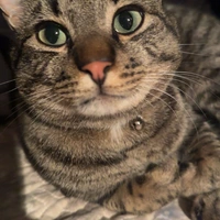 Looking for a roommate in Manhattan, Brooklyn - New York