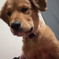 Looking for a roommate in Central Nashville, North Nashville, East Nashville, South Nashville, West Nashville, Outer Nashville - Nashville