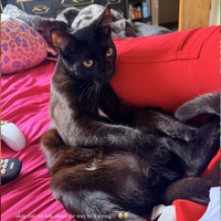 Room for rent in Bloomington - Outer IN, Indianapolis