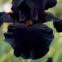 Looking for a roommate in Brooklyn - New York