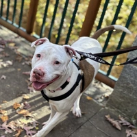 Looking for a roommate in Central Atl, East Atl, North Atl, West Atl, South Atl - Atlanta