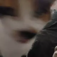 Looking for a roommate in Central Orlando, South Orlando, North Orlando, East Orlando, Outer Orlando, West Orlando - Orlando