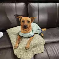 Looking for a roommate in Central Columbus, East Columbus, North Columbus, South Columbus, West Columbus - Columbus