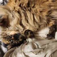 Looking for a roommate in South Orlando - Orlando