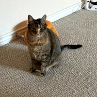 Room for rent in Keller - North Dfw, Dallas