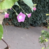 Looking for a roommate in Miami - Miami