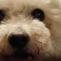 Buscando compañero de cuarto en Southside - Jacksonville