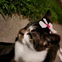 Looking for a roommate in Jersey City / Hoboken - New York