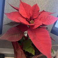 Looking for a roommate in Central Orlando, North Orlando, East Orlando, West Orlando - Orlando