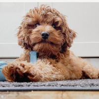 Looking for a roommate in Central Atl, East Atl - Atlanta