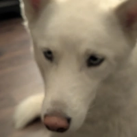 Room for rent in Woodward Park - Fresno, Fresno