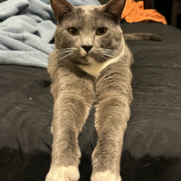 Looking for a roommate in North Orlando, East Orlando, West Orlando - Orlando